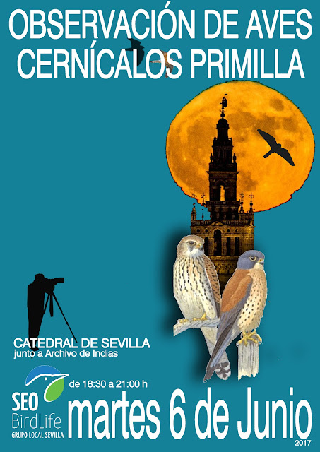 Observación de aves Cernícalos Primilla Catedral de Sevilla, 6 de Junio 2017. Grupo Local SEO-Sevilla.