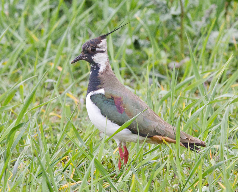 Northern Lapwing in pair