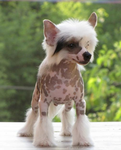 Crista chinês valor Clearance