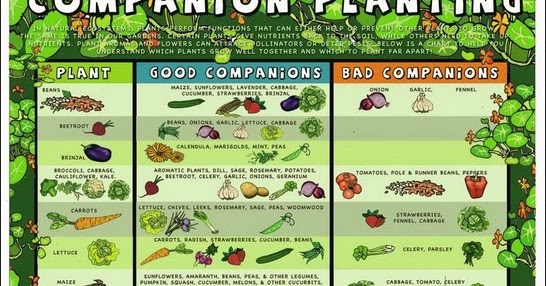 Organic Gardens Network™: Companion Planting Infographic
