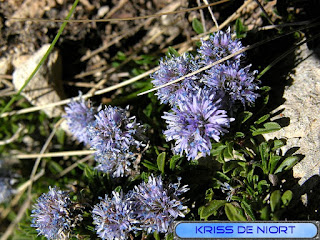 Flore du Mont Ventoux Flore du Mont Ventoux