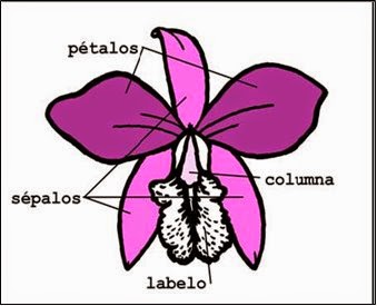 Anatomia