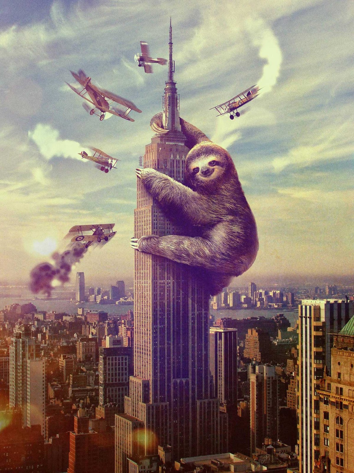 Sloth Wallpapers Sloth Wallpapers