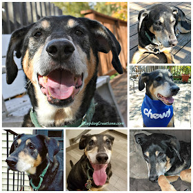 rescue dog coonhound shepherd mixed breed adopt rainbow bridge