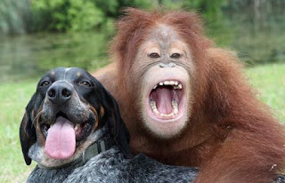 Funny Orangutan