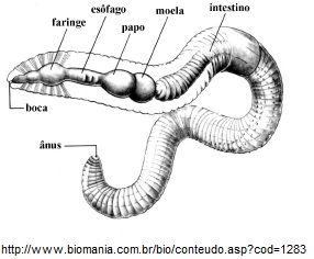 Nemathelminthes biológiai gonzaga. Nemathelminthes biologi kelas x - tancsicsmuvelodesihaz.hu