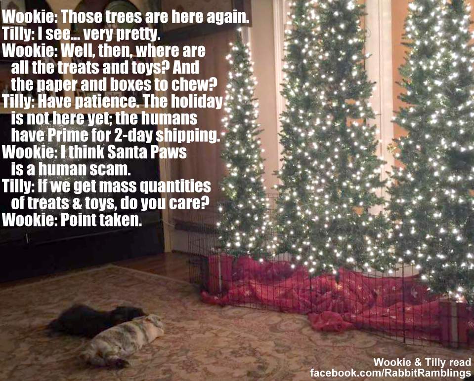 wookie well then where are all the treats and toys and the paper and boxes to chew tilly have patience - What Do You Get A Wookie For Christmas wookie well then where are all the treats and toys and the paper and boxes to chew tilly have patience - What Do You Get A Wookie For Christmas