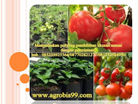 Polybag Mempermudah Dalam Budidaya Tanaman Organik