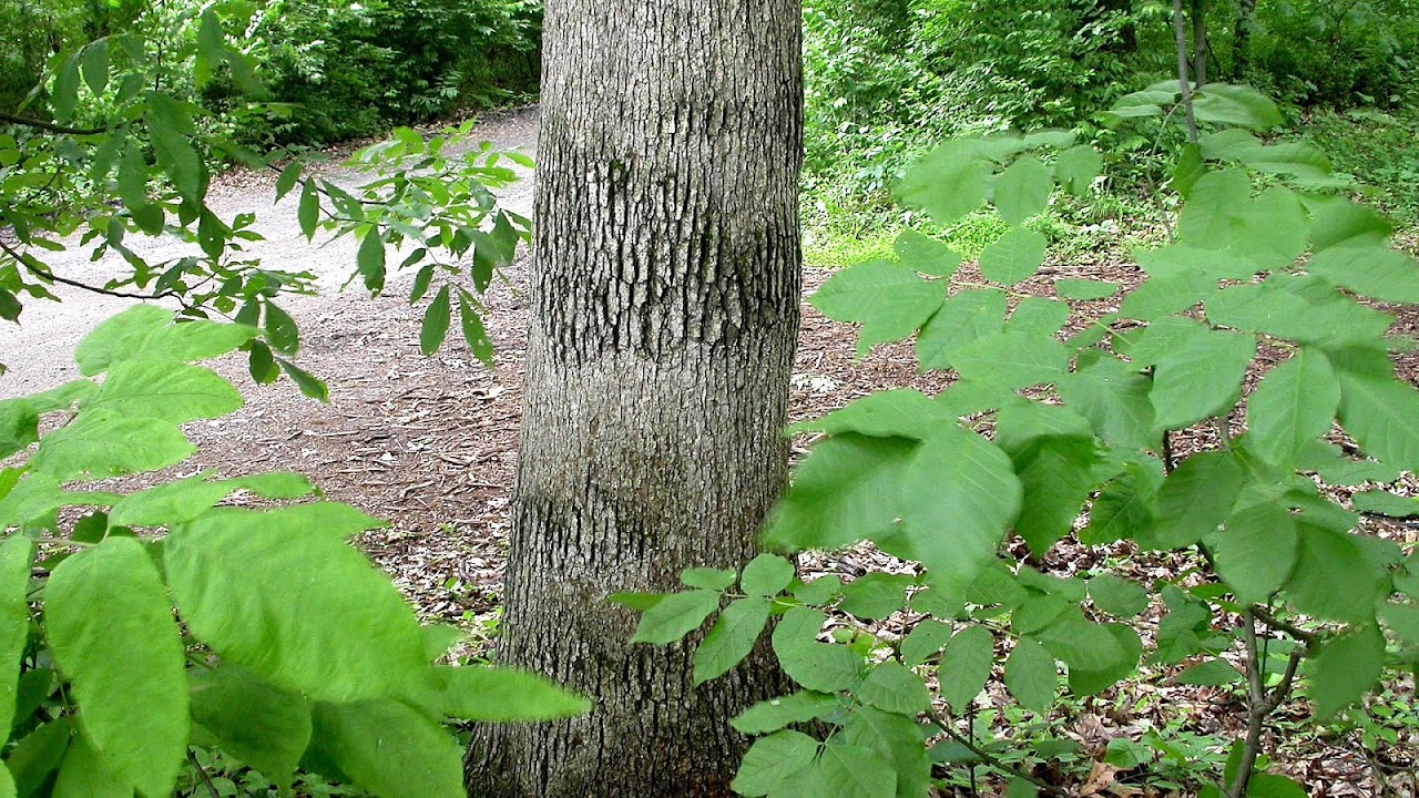 hardwood-hardwood-tree-list-tree-choices