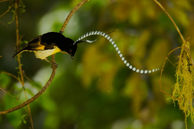 King of Saxony bird of paradise (Pteridophora alberti)