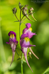 Bichos y plantas de León: Linaria triornithophora
