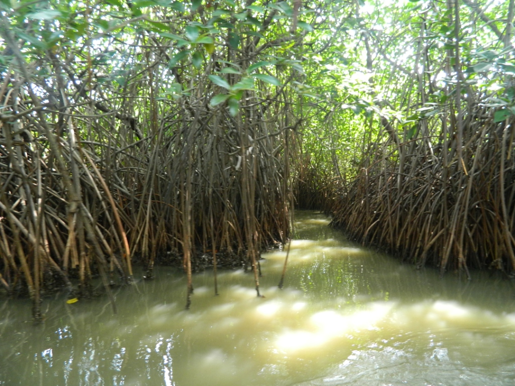 Travel Another India Pichavaram Of Mangroves & Oysters.