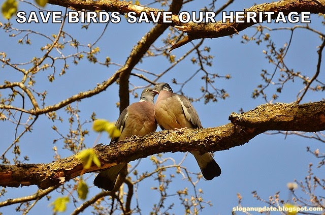 Save Birds Slogan | SloganUpdate