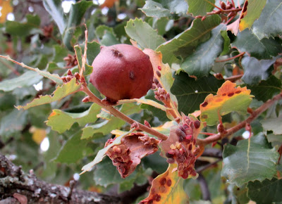 Agallas o abogallas de roble