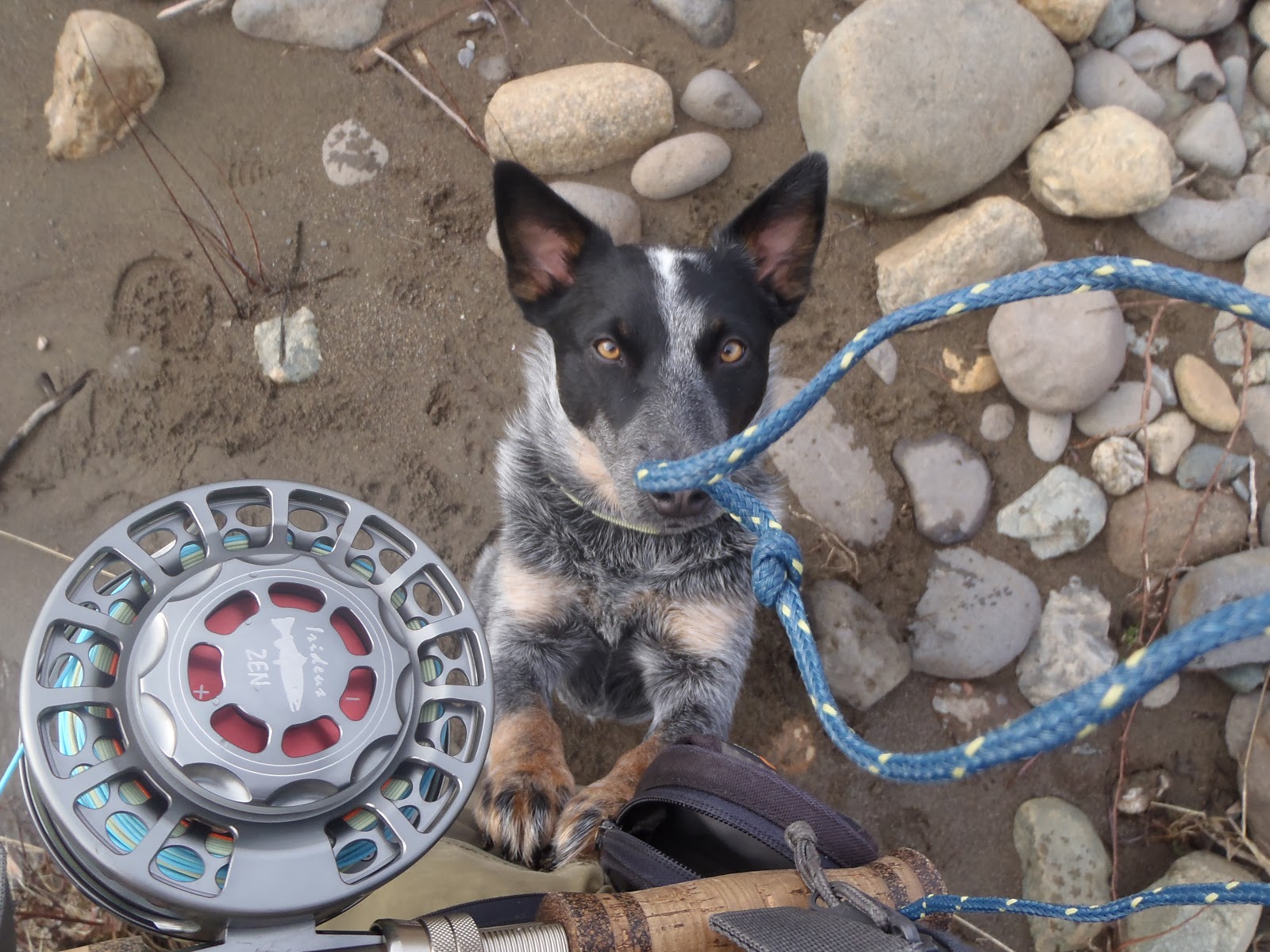 Irideus Fly Fishing Products Fly fishing dogs and the steelheading