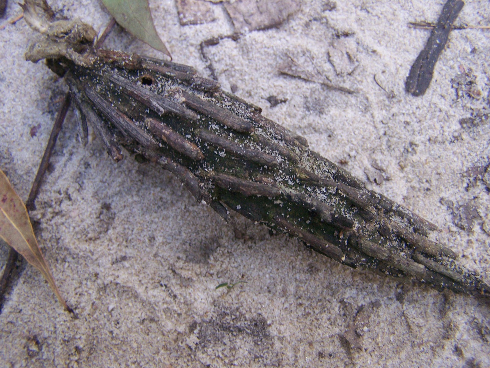 Little Australia Stick Cocoon Creature, Banksia Man, and Singing Tree
