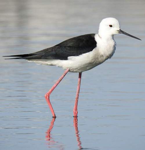 Blackwinged stilt photos Birds of India Bird World