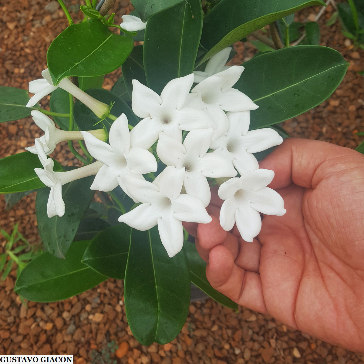 Viveiro Ciprest - Plantas Nativas e Exóticas: Jasmim de Madagascar (  Stephanotis floribunda )