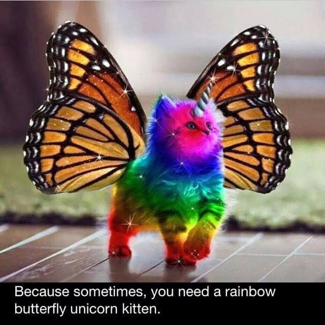 One Man S Funnies Rainbow Butterfly Unicorn Cat