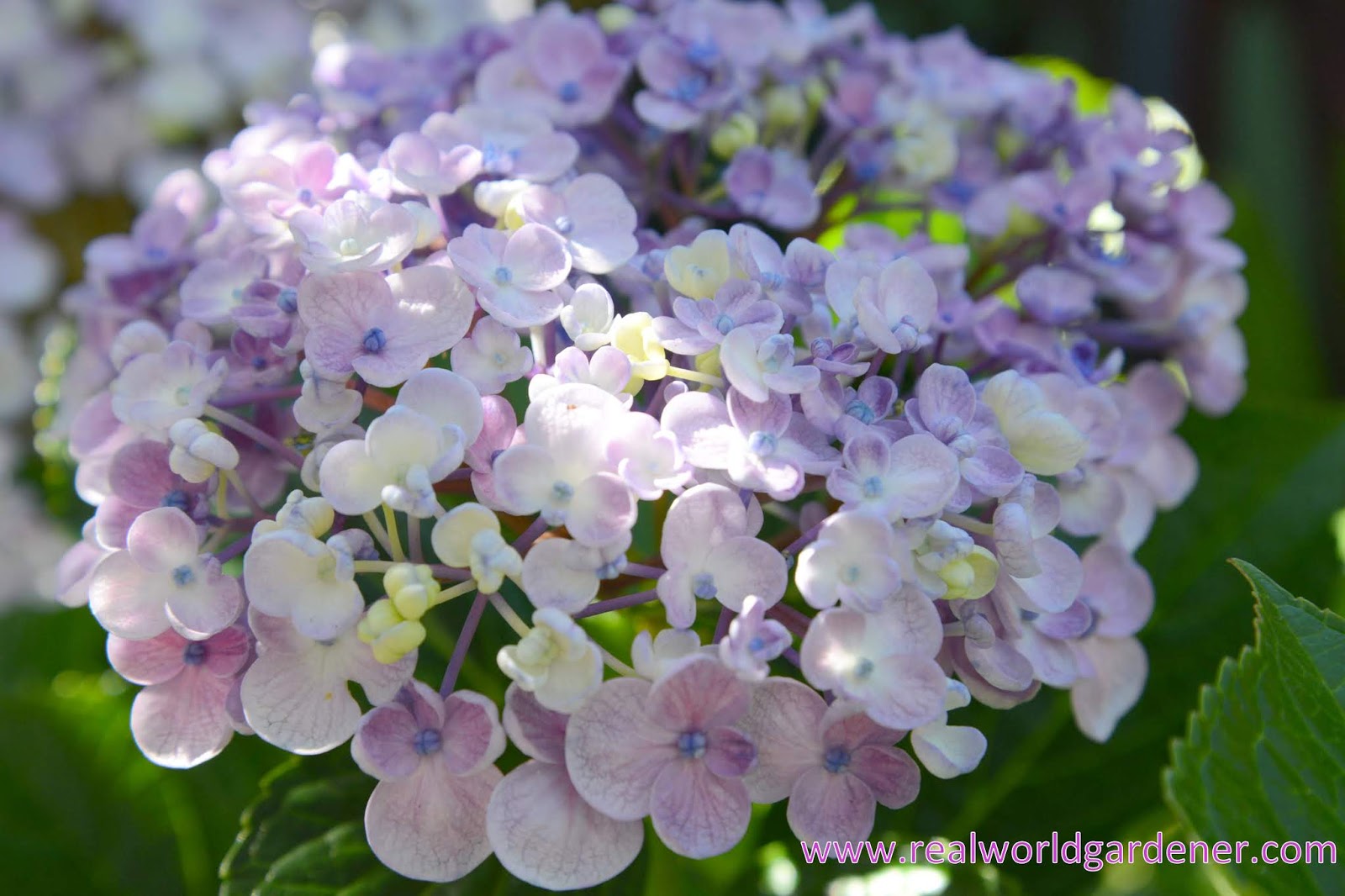 Lindaraxa Hydrangeas The Stars Of Summer