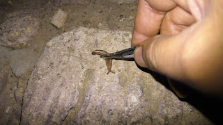 Hand picking slugs and snails Hand picking slugs and snails