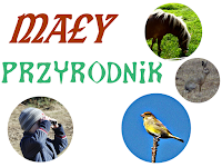 http://www.kreatywnymokiem.pl/2015/06/may-przyrodnik-czerwcowe-robaki-owady-i.html