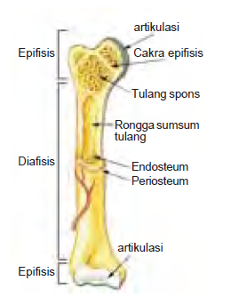 Bentuk Tulang Tulang Pipa Tulang Pendek Tulang Pipih 