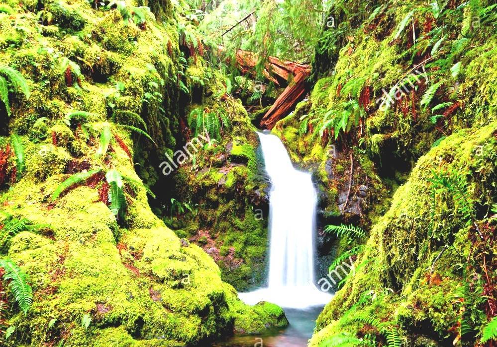 Temperate Rainforest Oregon Rain Forest