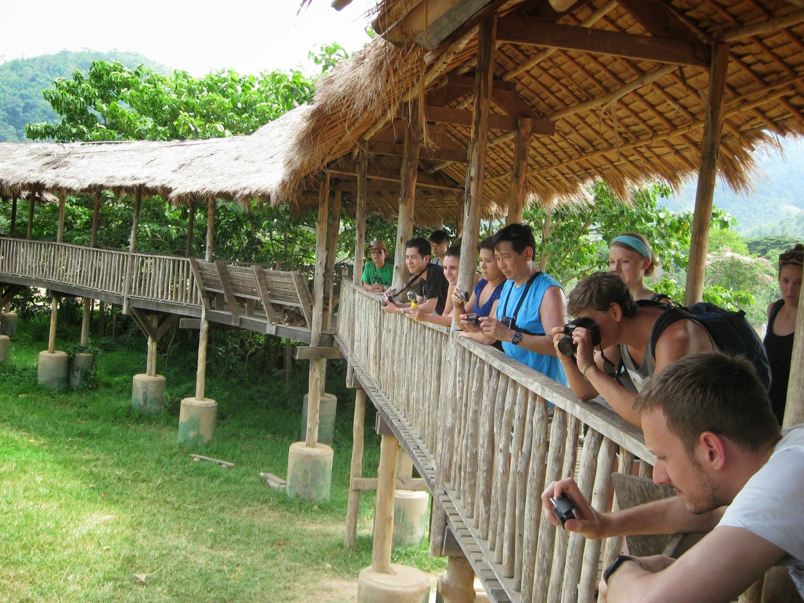 Chiang Mai - We observe the elephants coming back from their bath