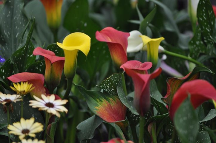 How To Grow The Calla Lily Garden Of Eaden How To Grow The Calla Lily