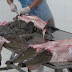 Graphic Video Exposes How Famous Brands, Like Louis Vuitton, Make Crocodile Skin Bags