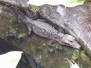 mini crocodile Marwell Zoo