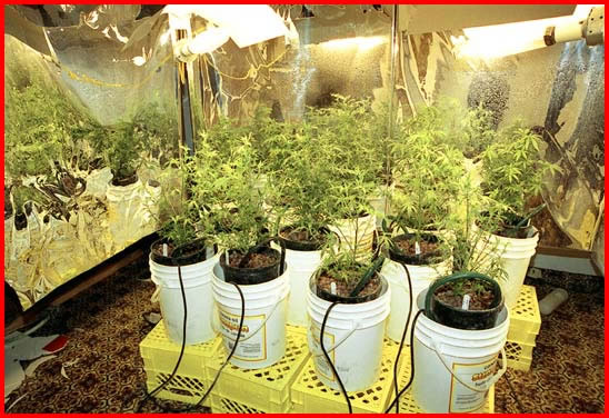 Hydroponics Weed Can Save Your Wallet