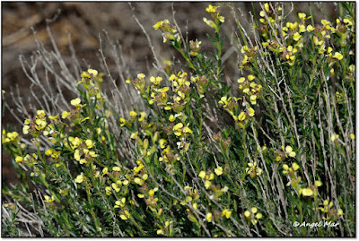 Butterflies and Dragonflies Boleum asperum (Planta nutricia de la