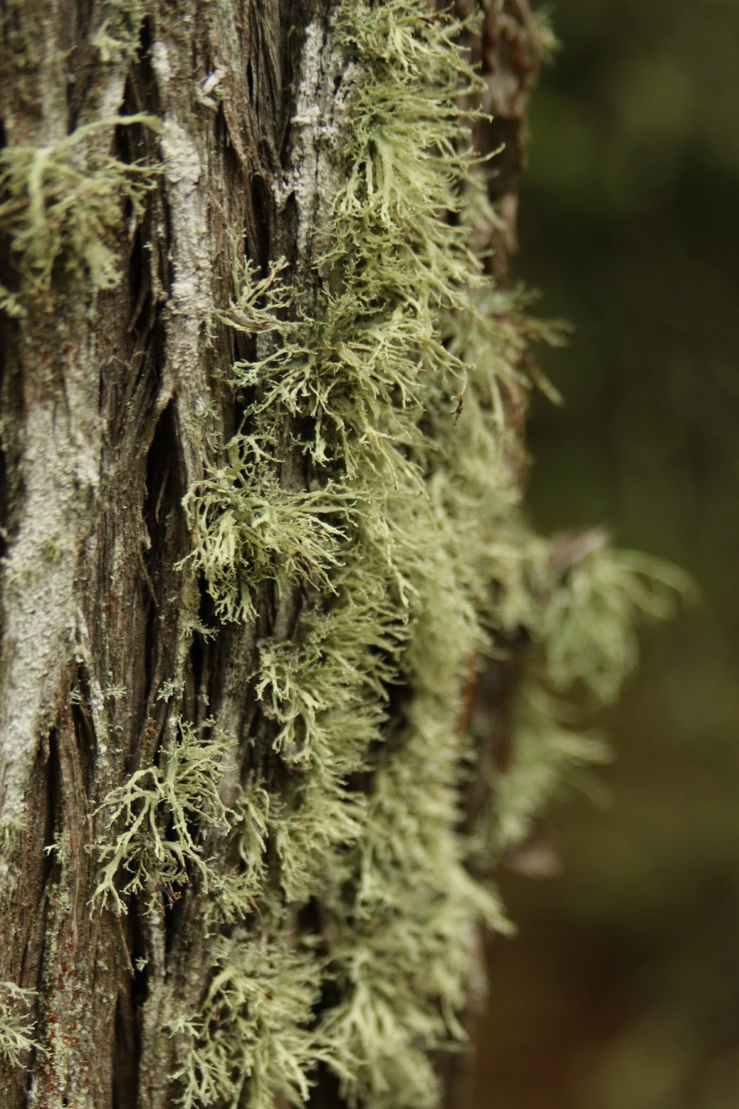 Nomadic Newfies: Crustose, Foliose and Fruticose