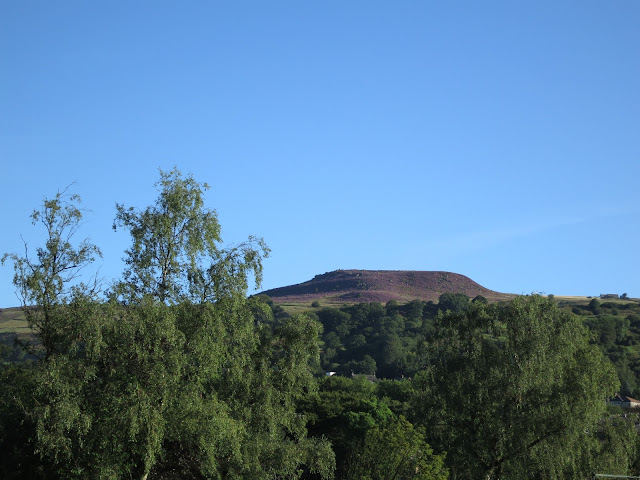 Pennine hill with flat top, purple with heather and beyond trees.