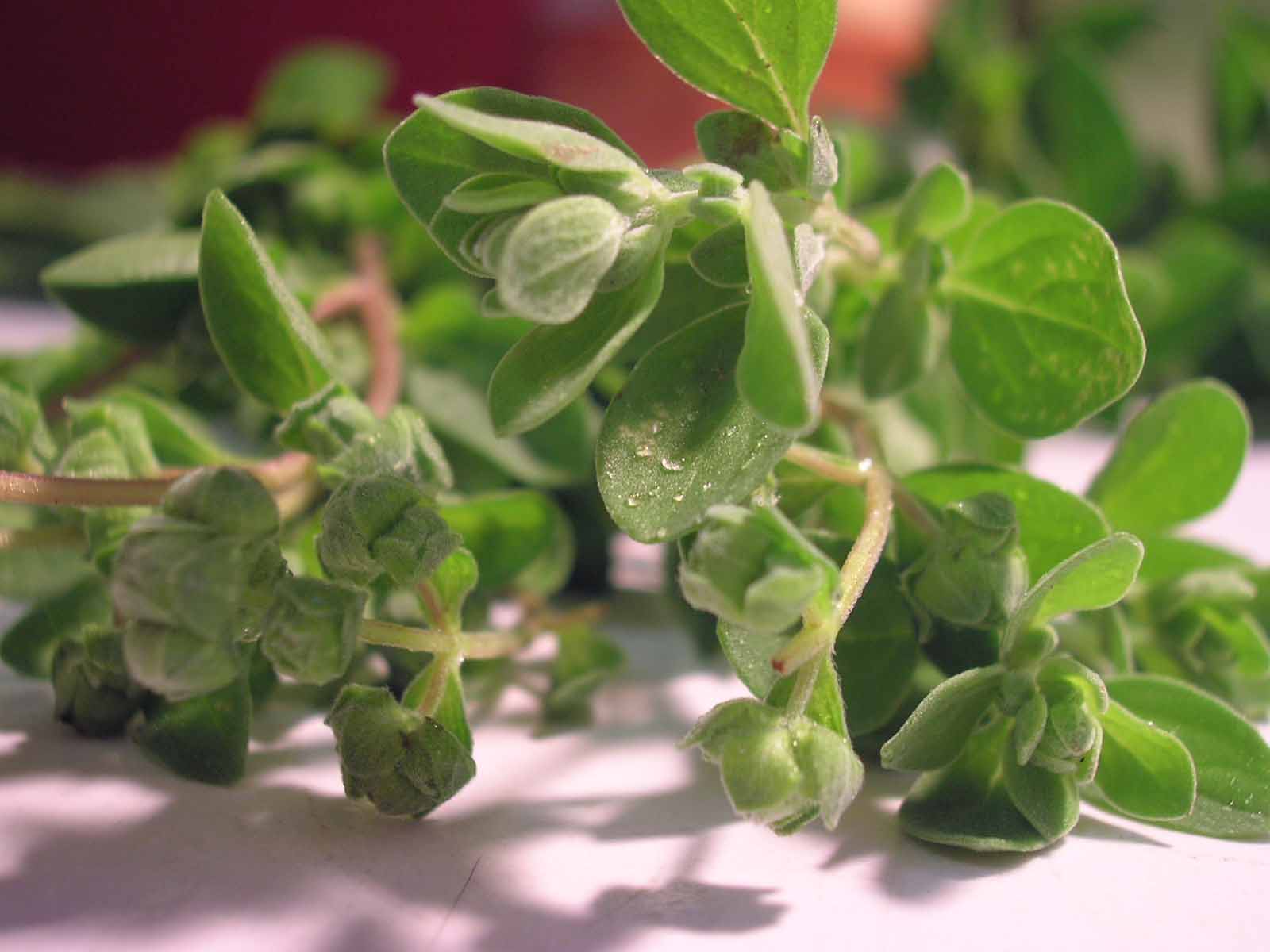 Marjoram Fruits And Vegetables