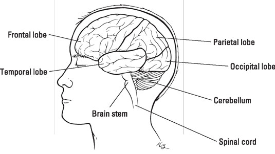 structure and functions of the brain worksheet Brain stem the brain brain science bodily functions brain lobes and functions speech therapy aphasia therapy speech pathology traumatic brain injury each of the different lobes of the brain and the brain stem and their functions each lobe has a specific set of tasks, like the occipital lobe has to do with vision the brain stem. structure and functions of the brain worksheet Brain stem the brain brain science bodily functions brain lobes and functions speech therapy aphasia therapy speech pathology traumatic brain injury each of the different lobes of the brain and the brain stem and their functions each lobe has a specific set of tasks, like the occipital lobe has to do with vision the brain stem.