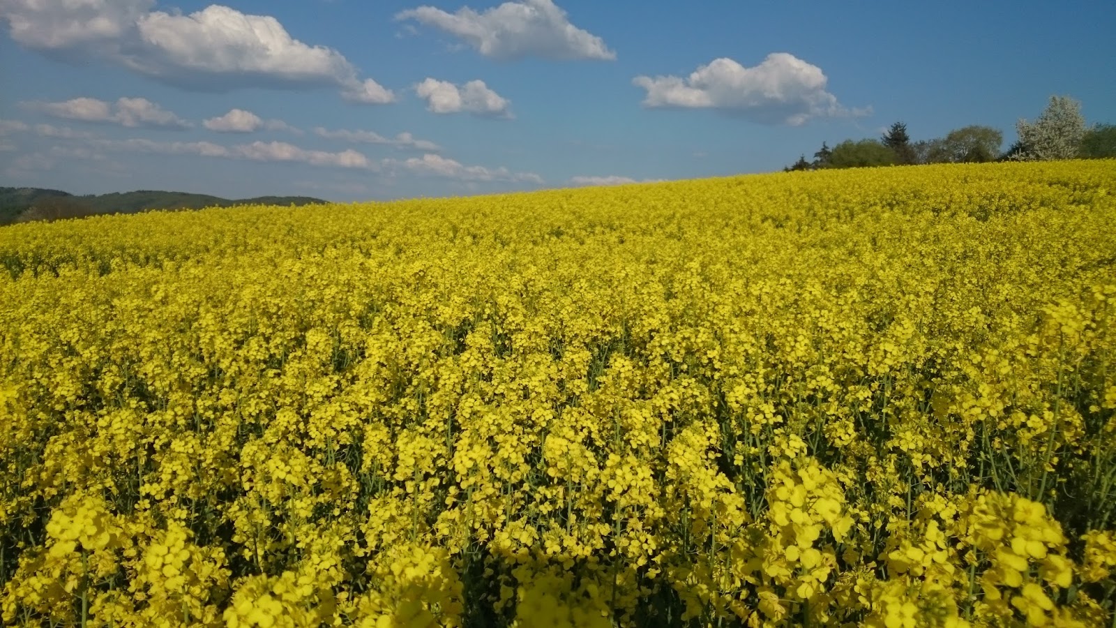 ヨーロッパを歩く ドイツは菜の花がきれいな時期になりました！