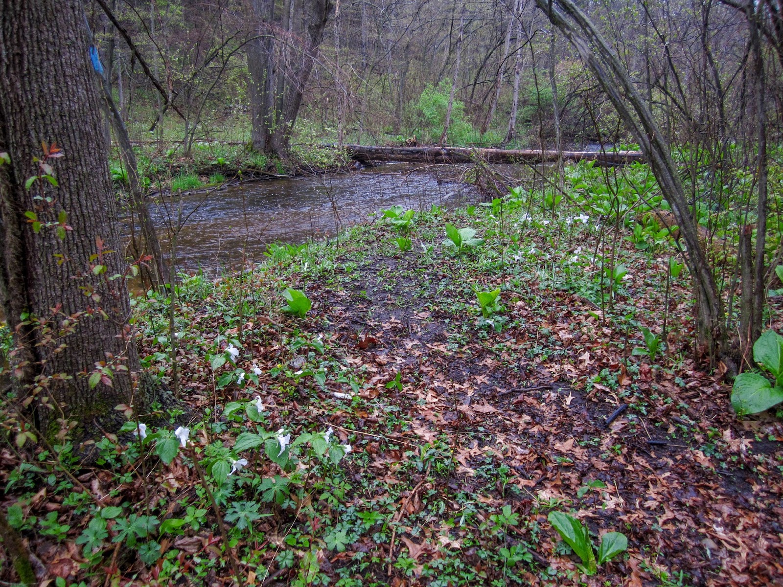 Eric's Hikes North Country Trail Baw Beese Trail and Lost Nation