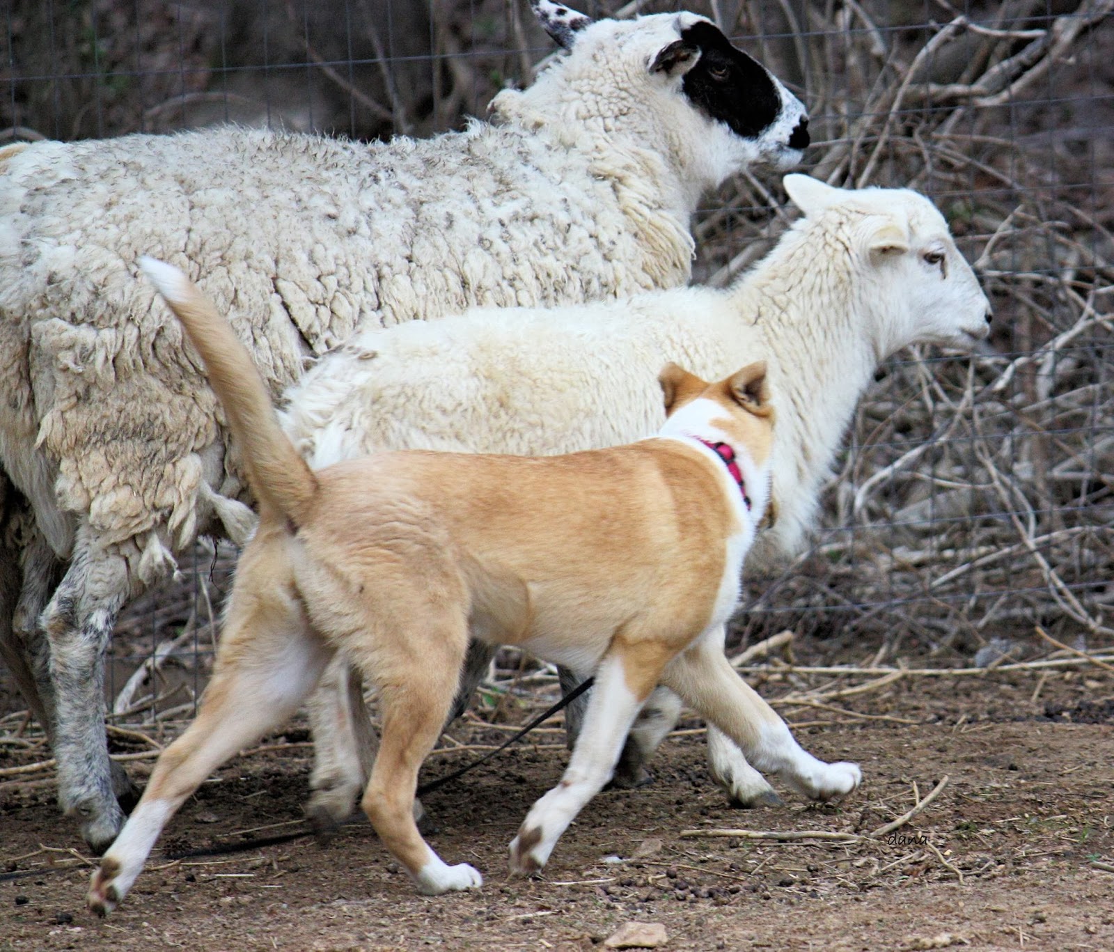 NC Dog Training for Herding and Obedience Golem Kennels Working