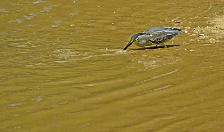 bird,Little Heron, catching fish in river
