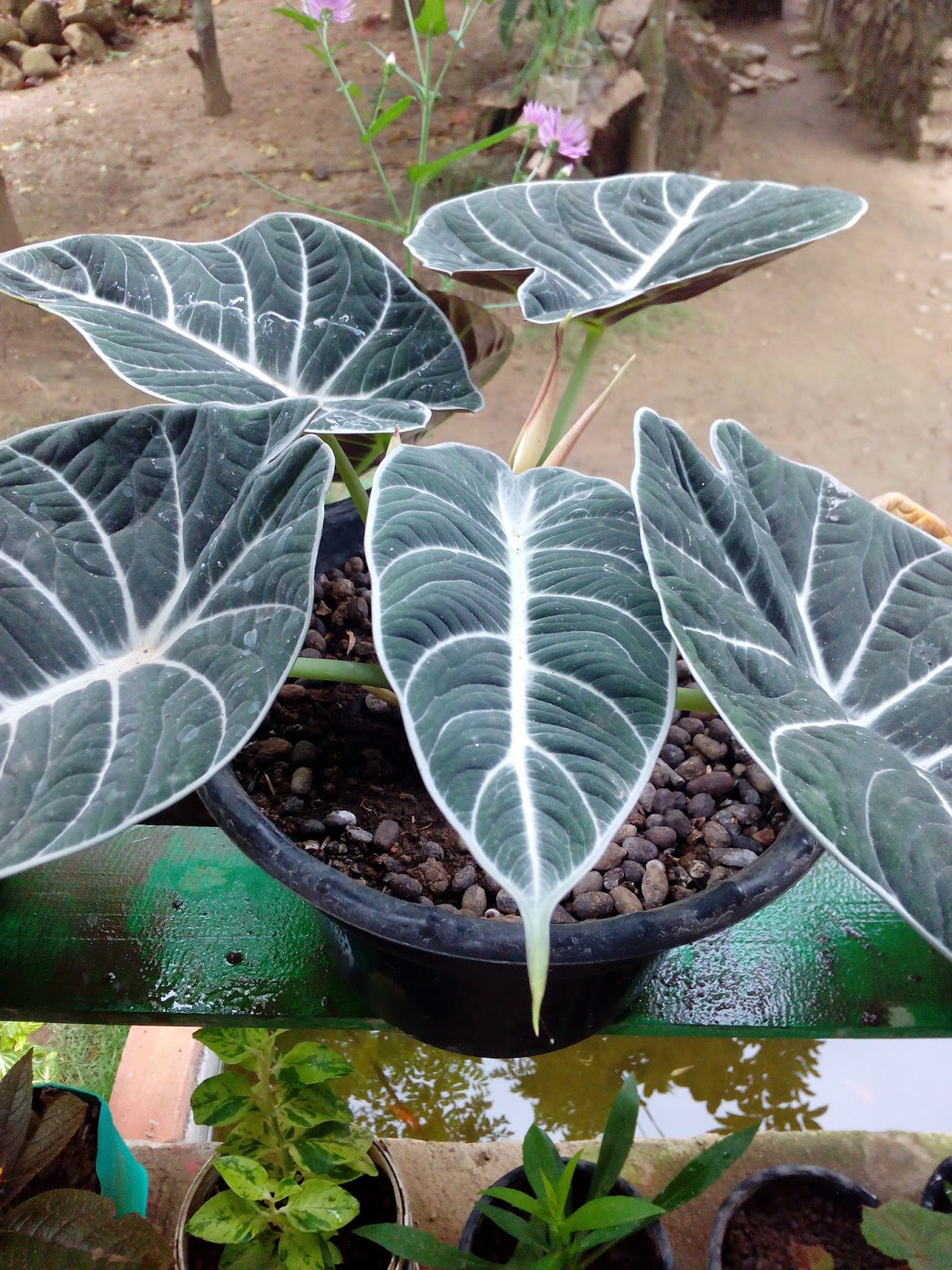 Hanano Gita Safitri Bunga Gendong Anak