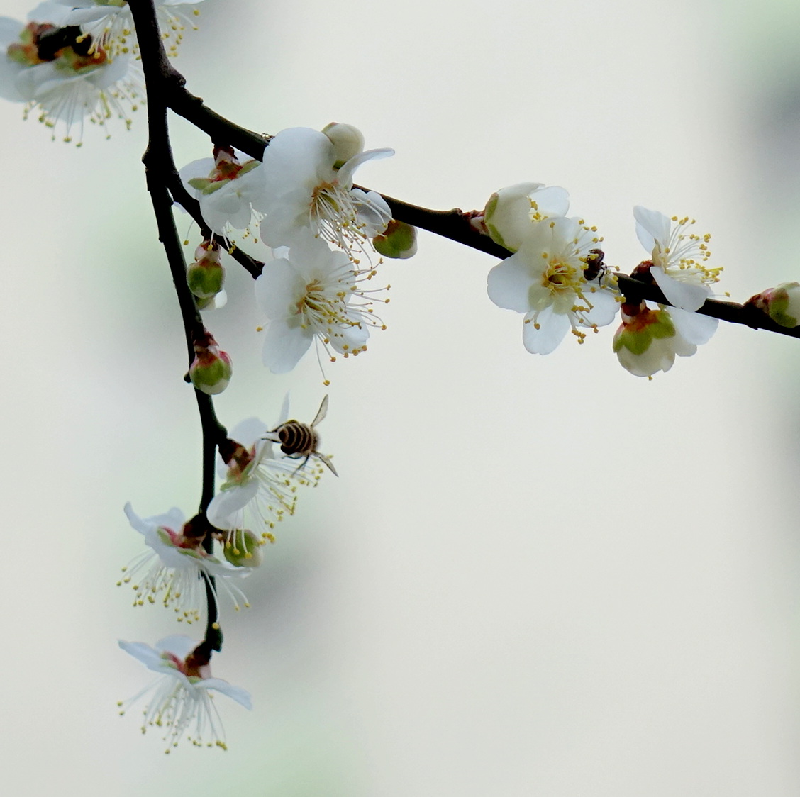 筆下留情 太和有白梅 梅樹坑無梅