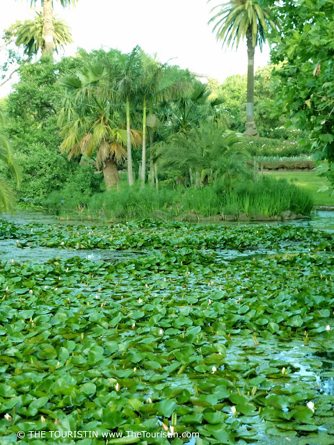 Lush garden with palm trees around a lake overgrown with lily pads.
