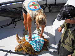 Rescue of a sea turtle who could only float. He's off to the Turtle Hospital.