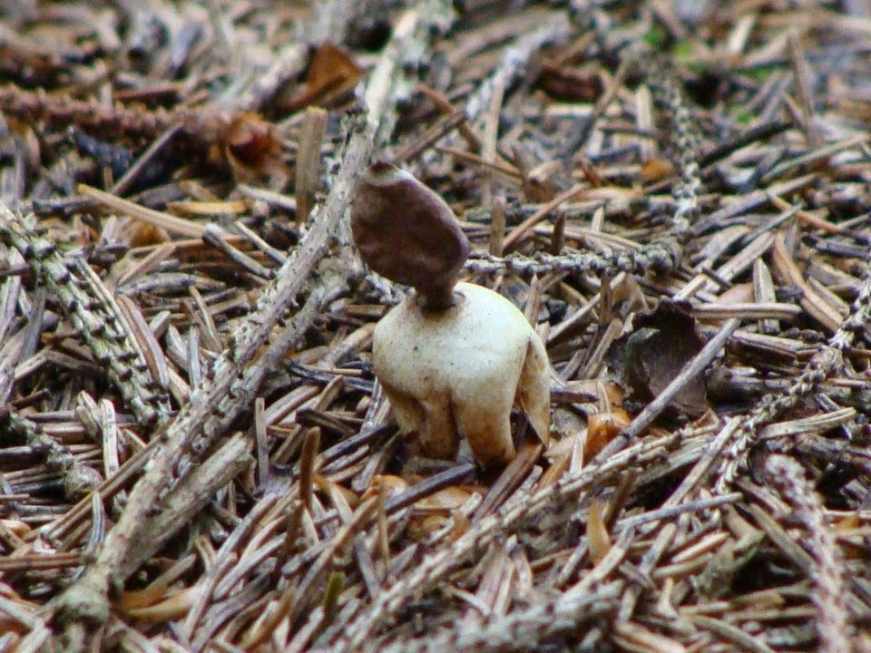 Geastrum quadrifidum DSC39704