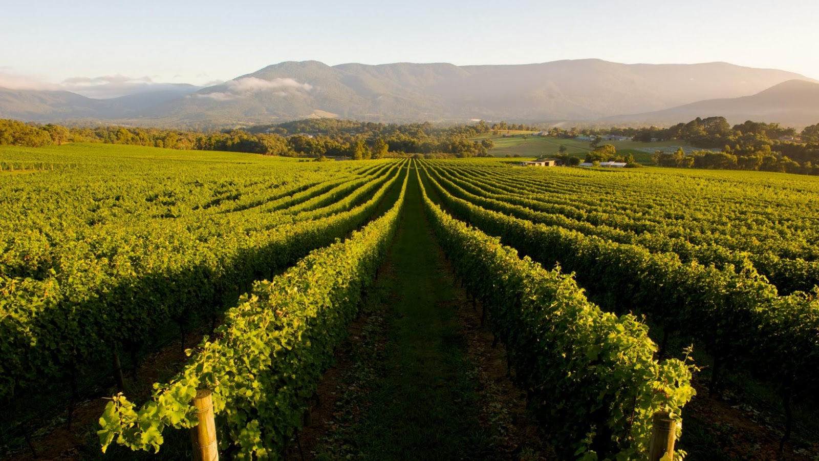 Wineries Around Melbourne Sparkling Wines and Stellar Scenery