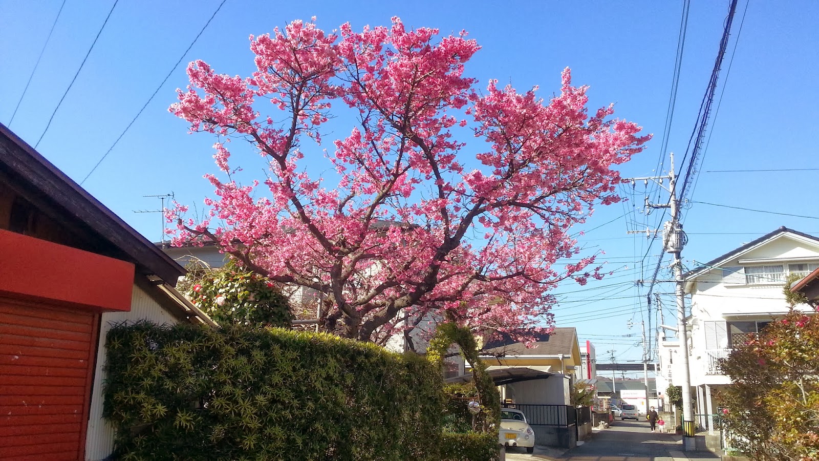 チャレンジ: これらの 19 枚の猫の写真を見ると、笑いが止まらなくなります。
