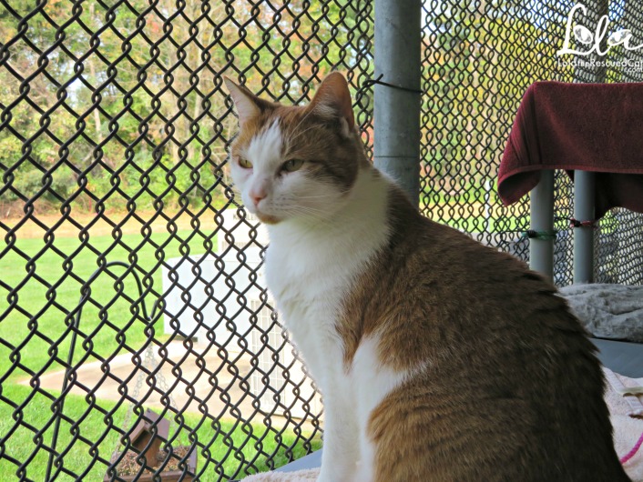 Tabbys Place|Cat Sanctuary